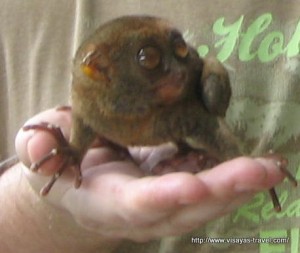 Holding a tarsier on Bohol Island