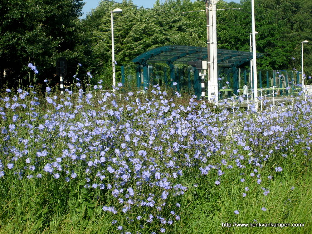 Tramhalte Zuilenstein