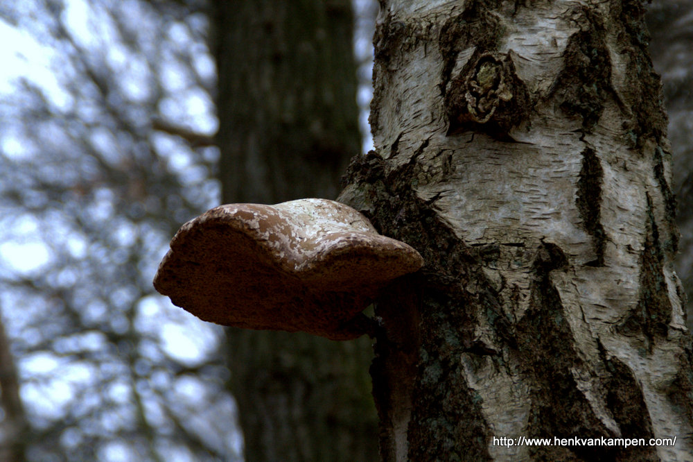 Fungus on dead treetrunk