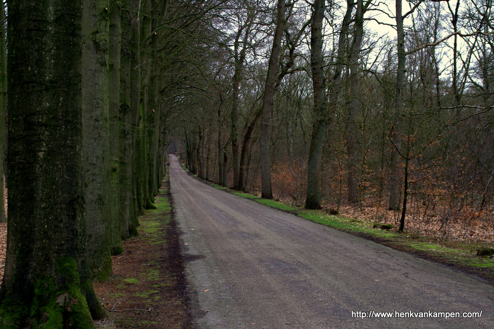 A road through the forest