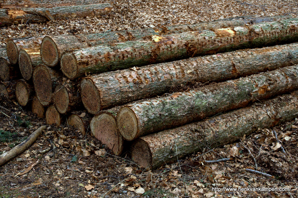Logs