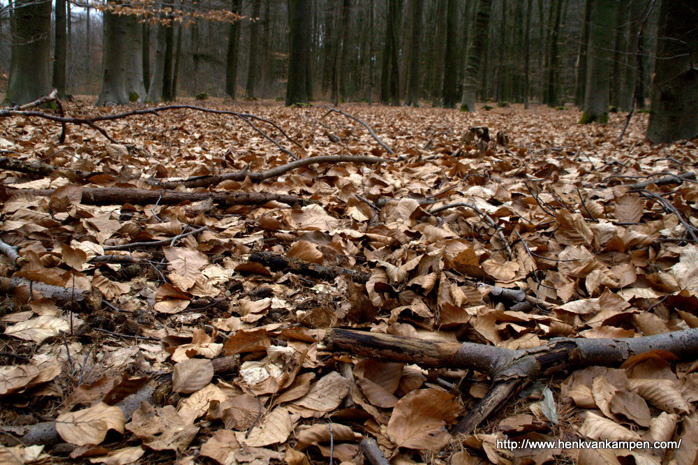 Dead leaves in the forest