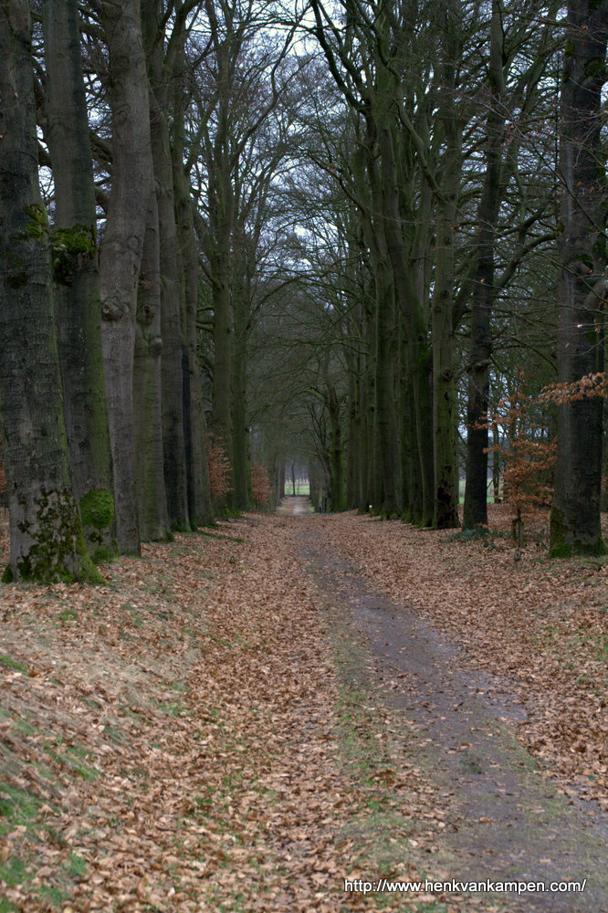 A forest path