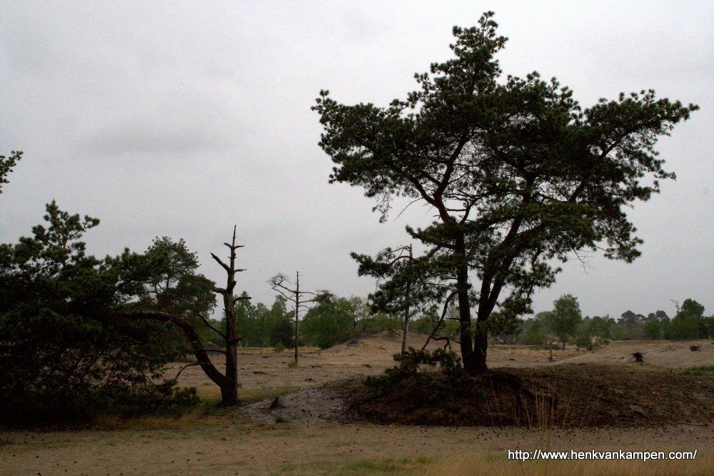 Trees in a sand drift