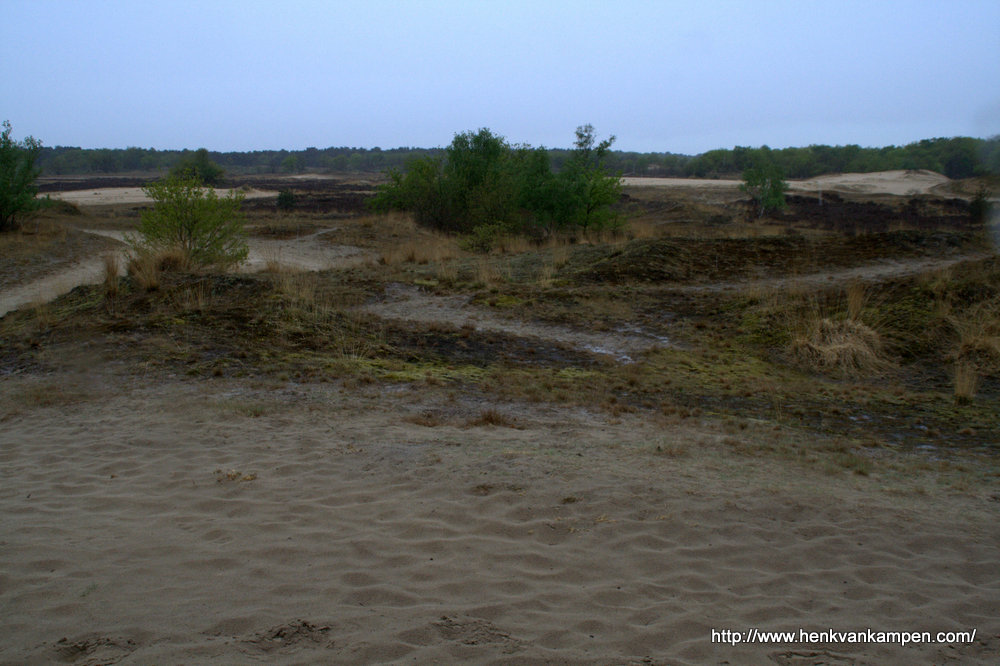 Heath and sand drift