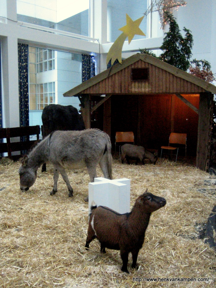 Animals in a living nativity