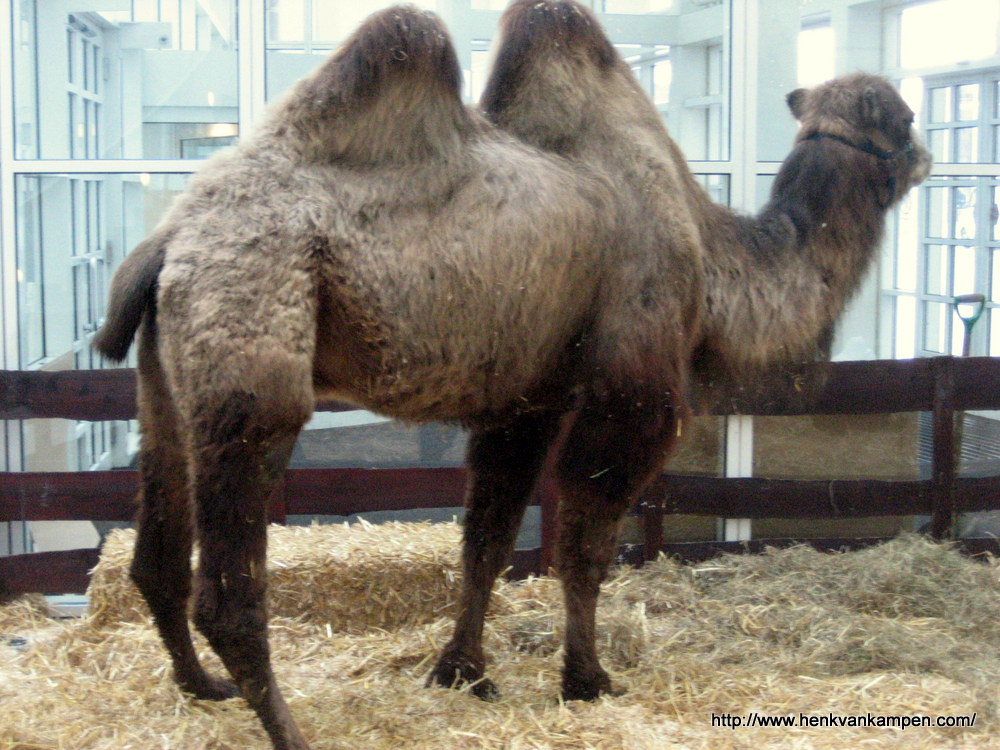 Camel in a living nativity