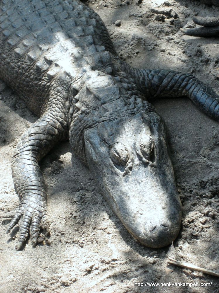 An alligator in the Everglades.