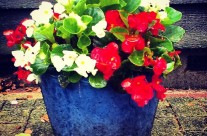 Pot of flowers