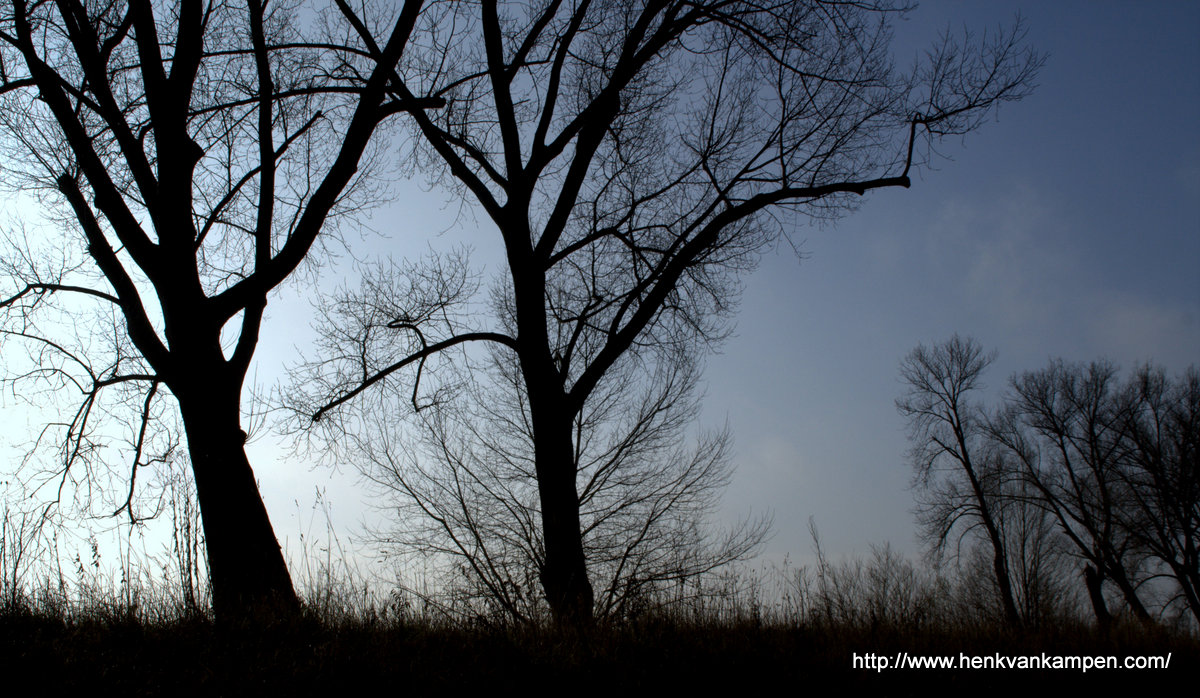 Tree silhouettes