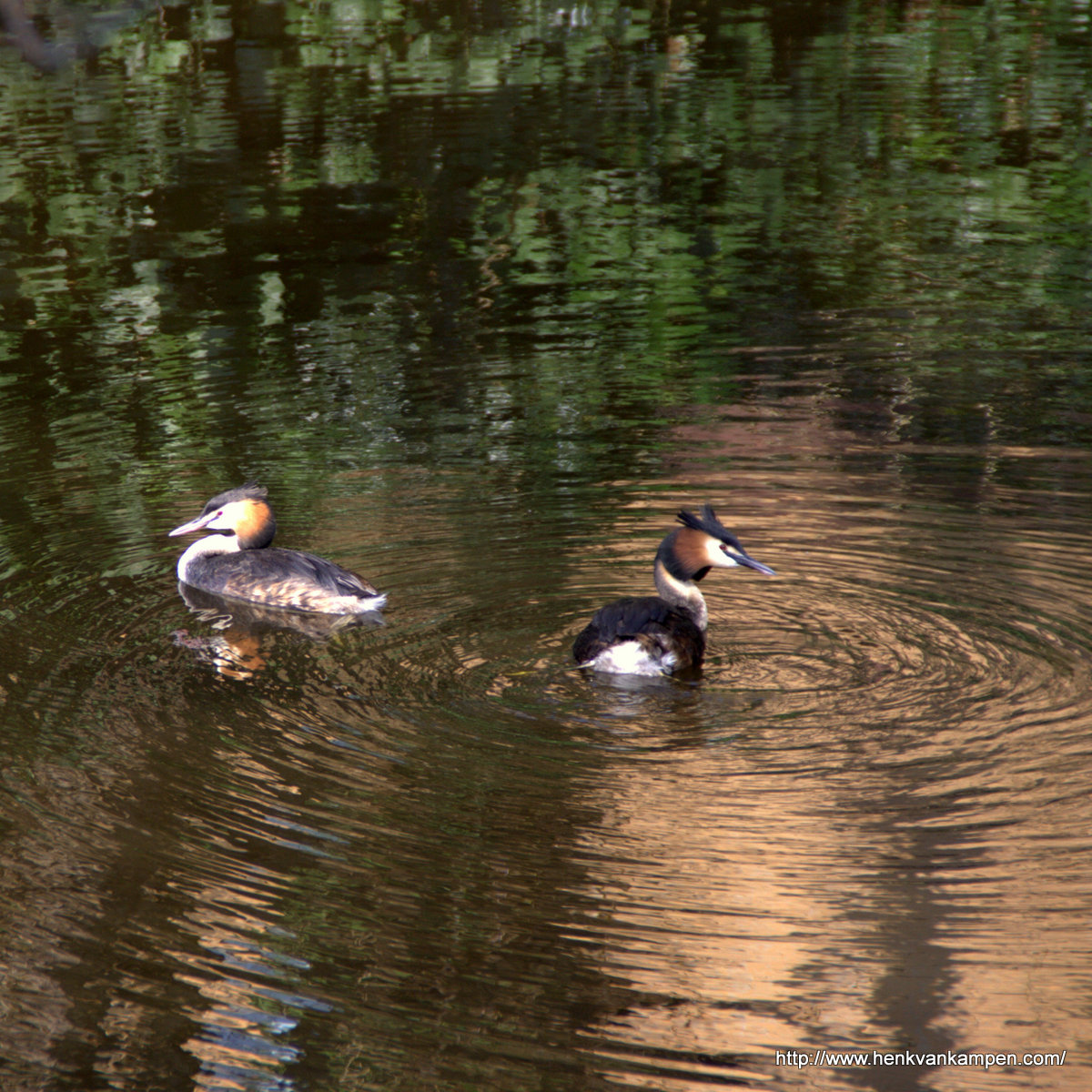 Great Crested Grebe