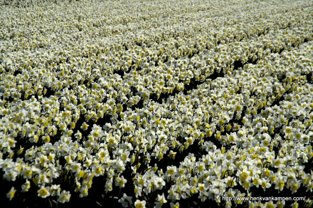 Daffodil farm