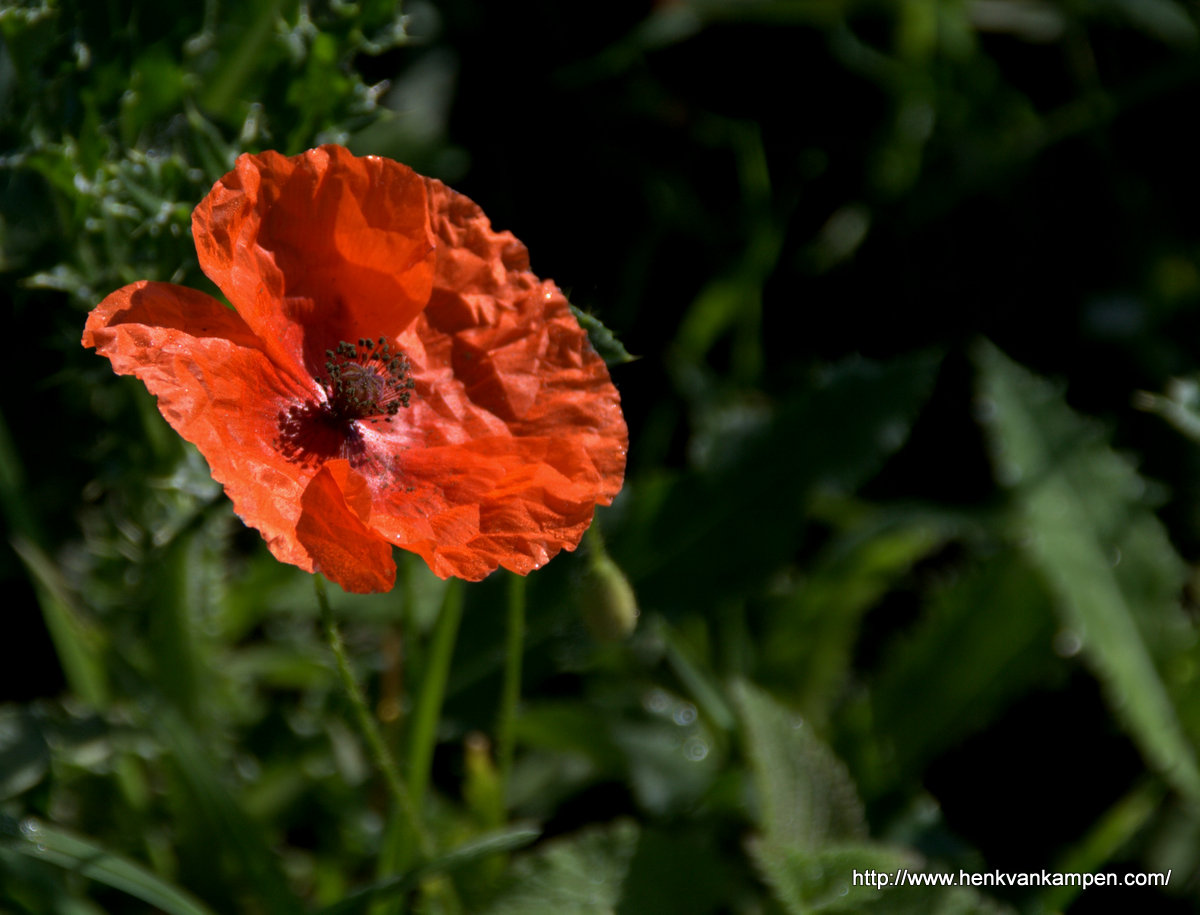 Wordless Wednesday: Poppy