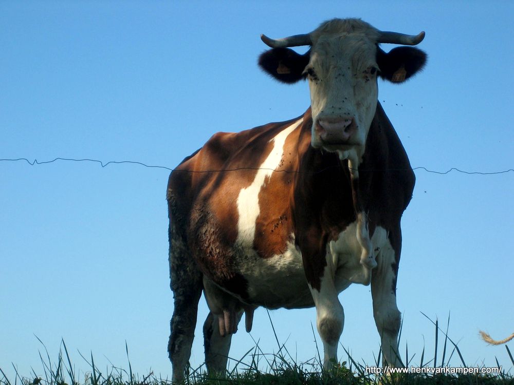 Cow