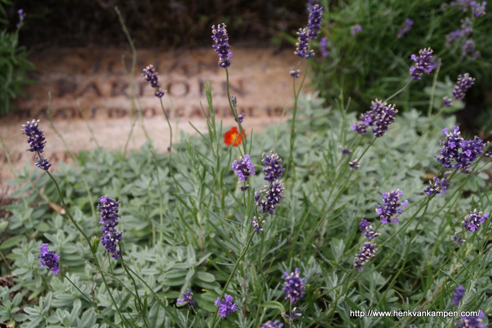 Photo Friday: War graves in the dunes