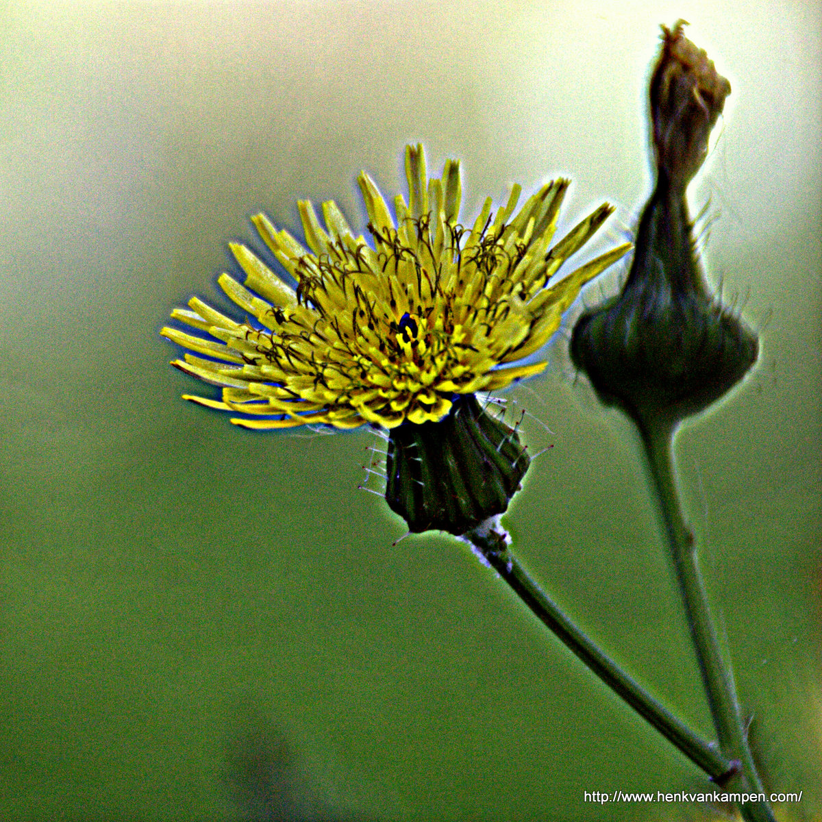 Dandelion