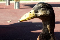 Wordless Wednesday: Duck