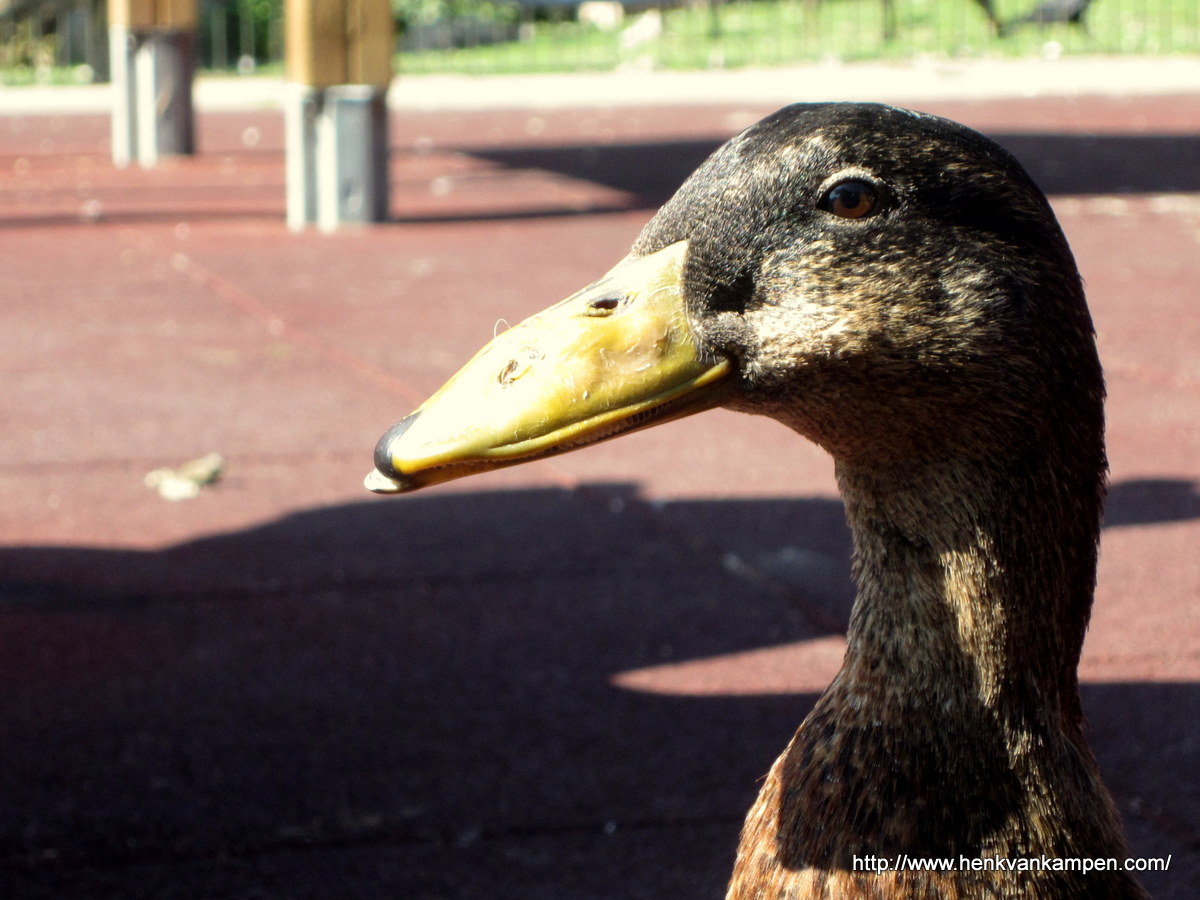Wordless Wednesday: Duck