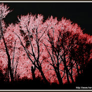 Pink trees