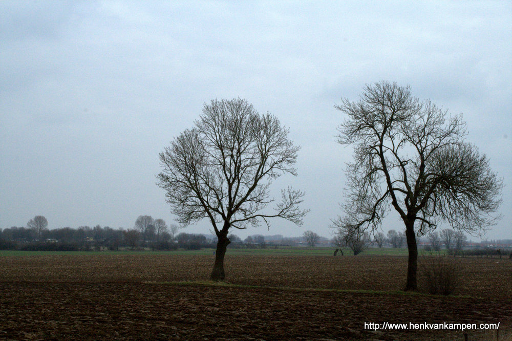 Tree silhouettes