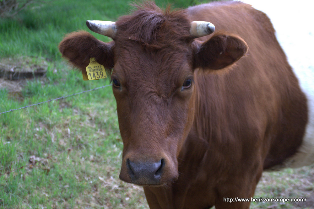 Cow