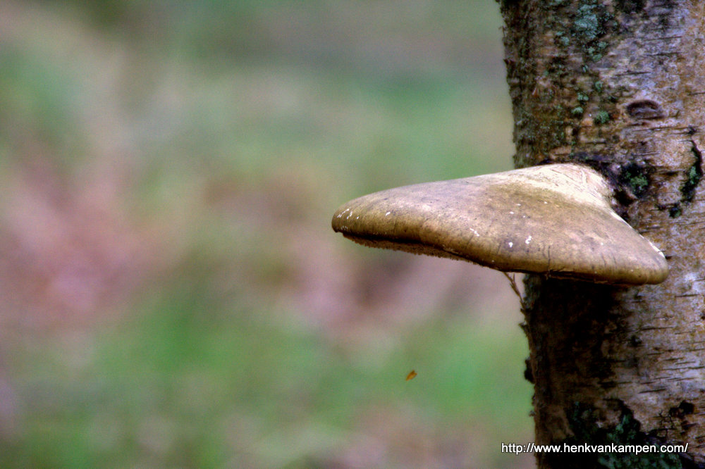 Fungus