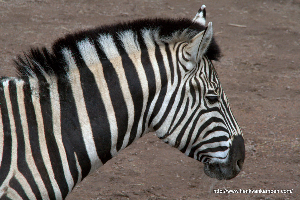 A day at the zoo