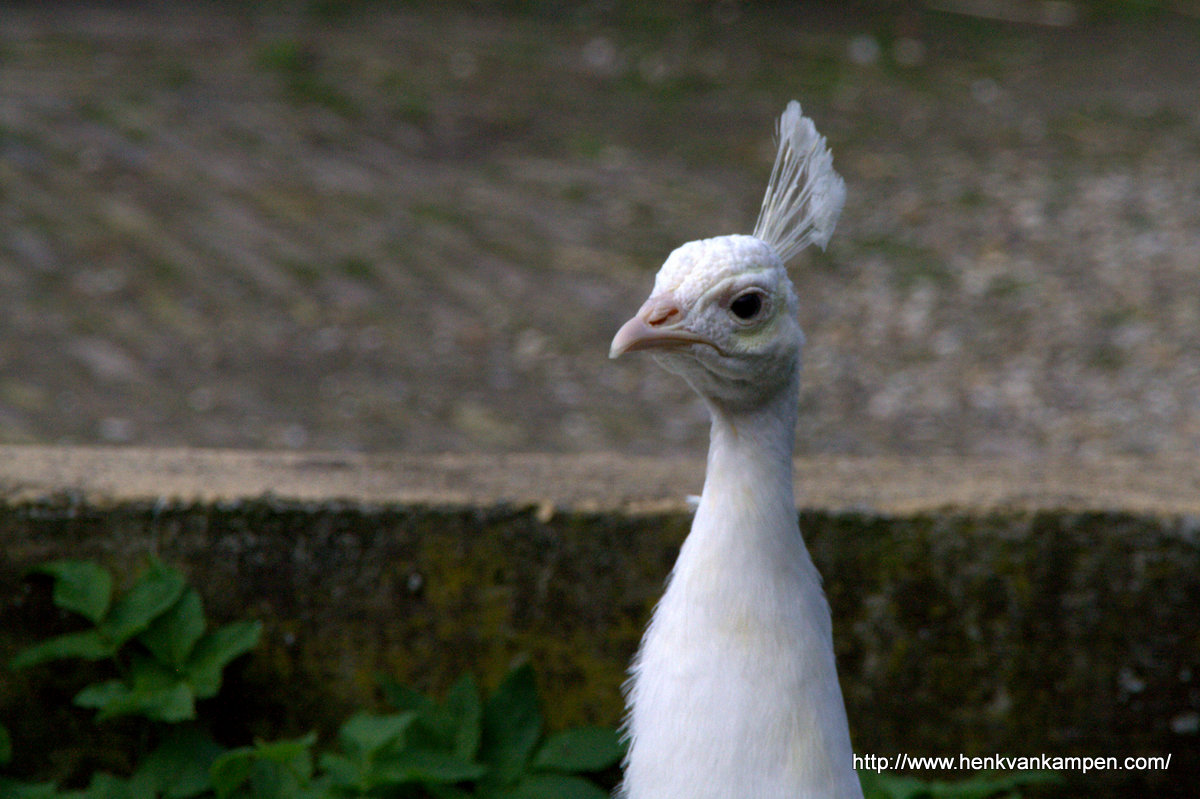 Peacock