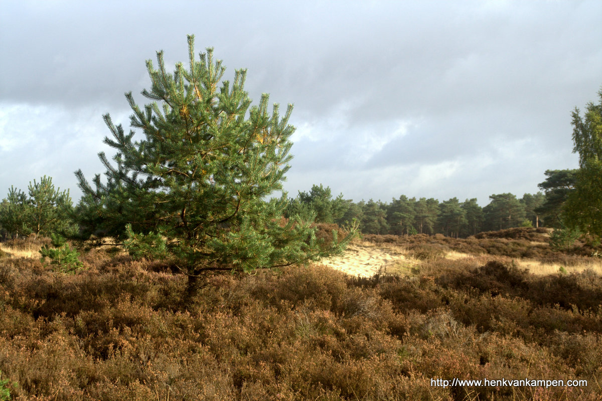 Fir tree on the heath