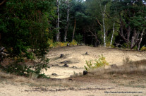 Sand dunes at the forest edge