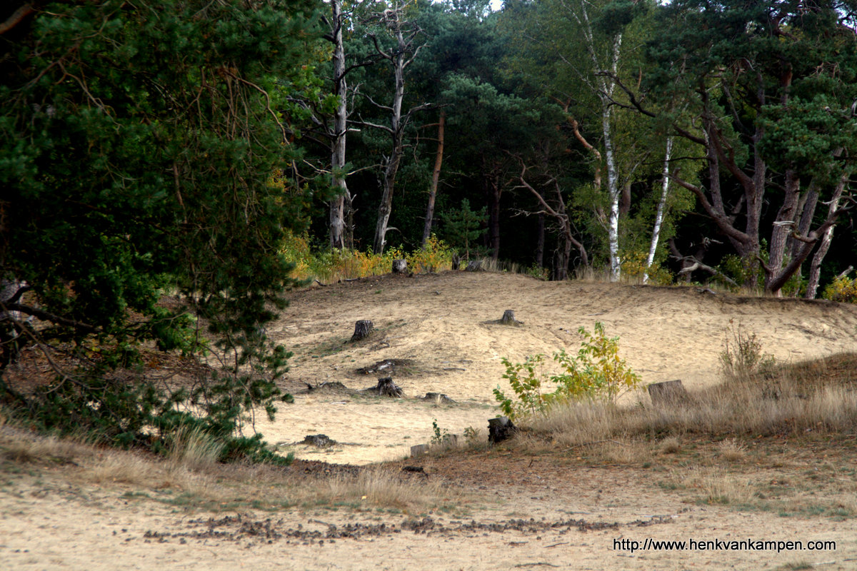 Sand dunes at the forest edge