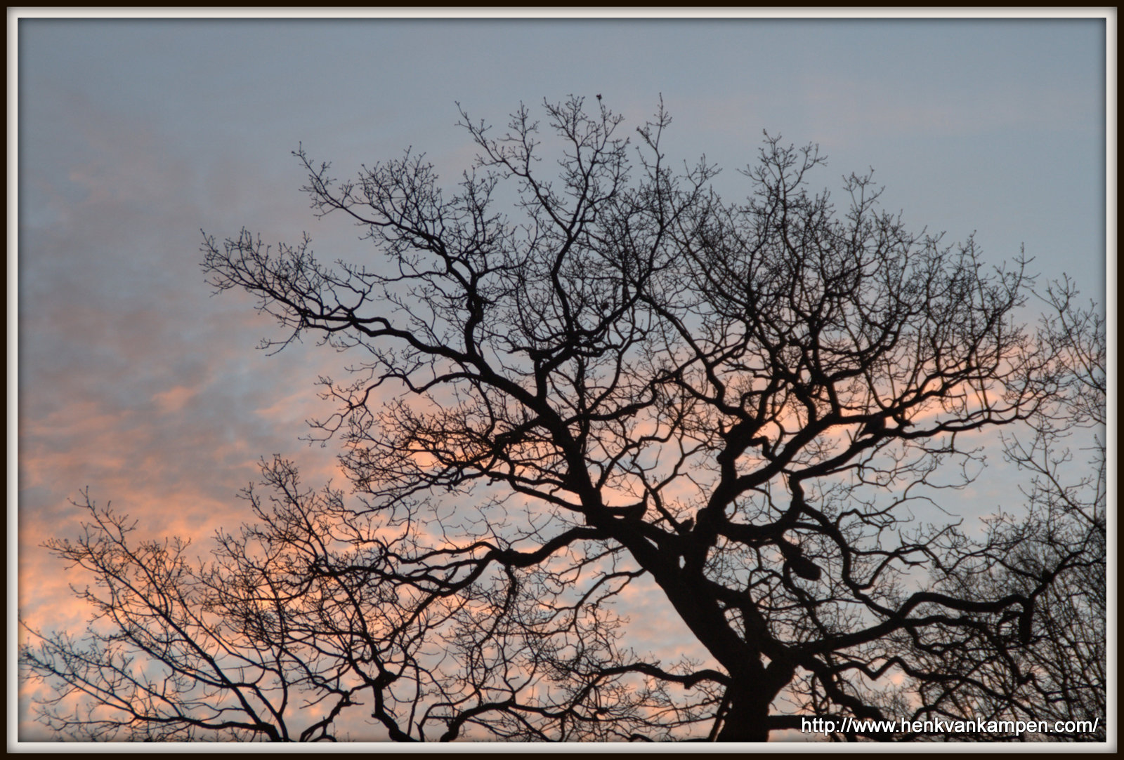 Wordless Wednesday: Tree